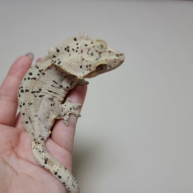 슈퍼달마시안