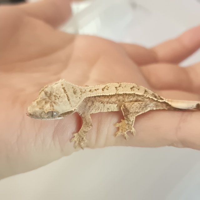 레드 트라이 화이트스팟