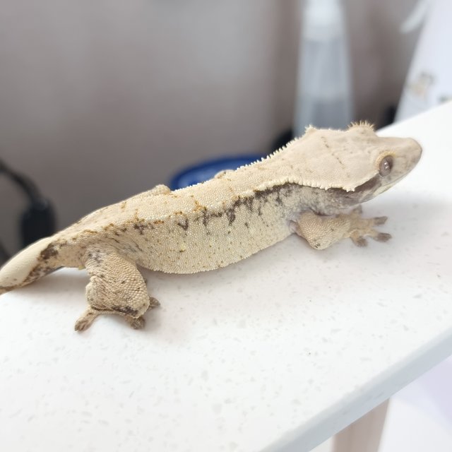 드리피 화이트스팟