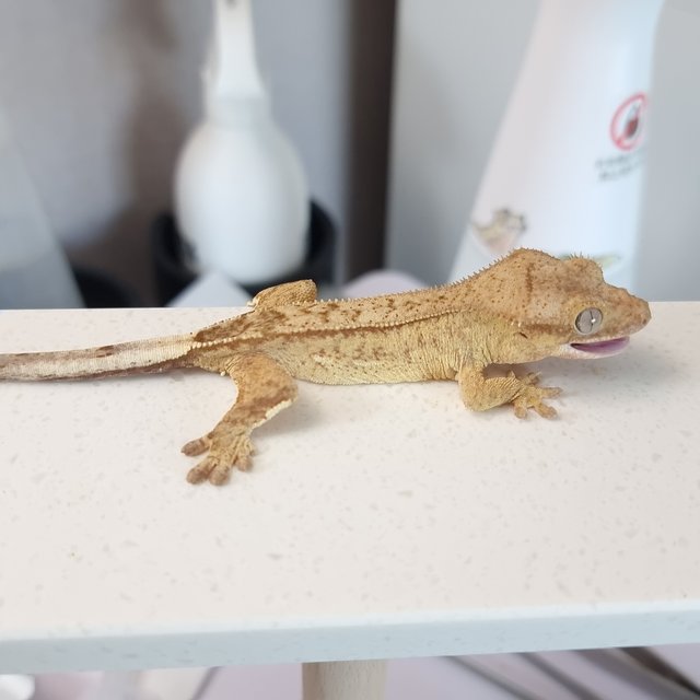 옐로우 팬텀 스트로베리