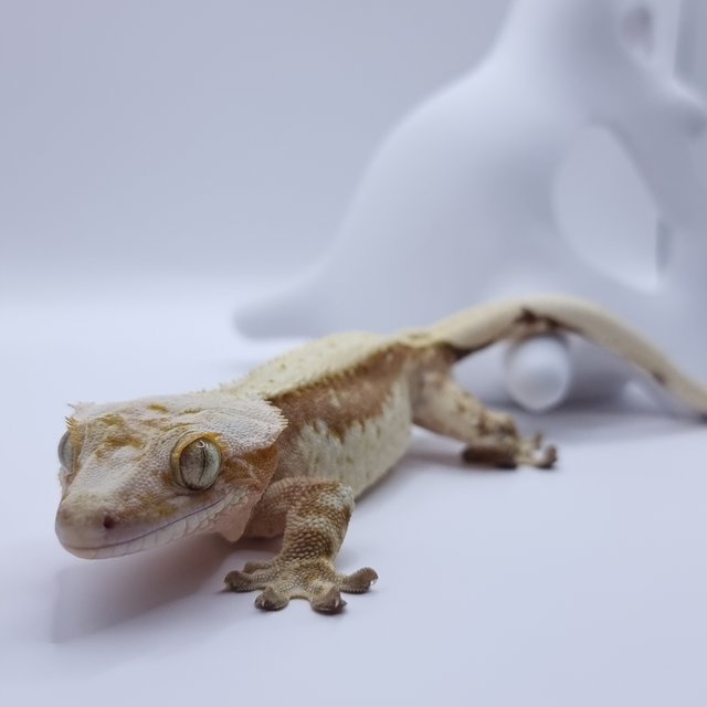크림시클 노멀