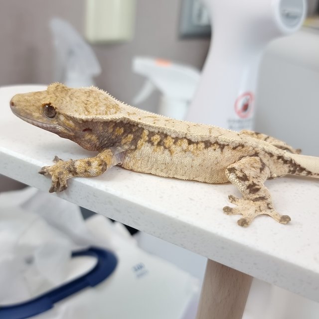 드리피 화이트스팟 트라이 익스트림할리퀸