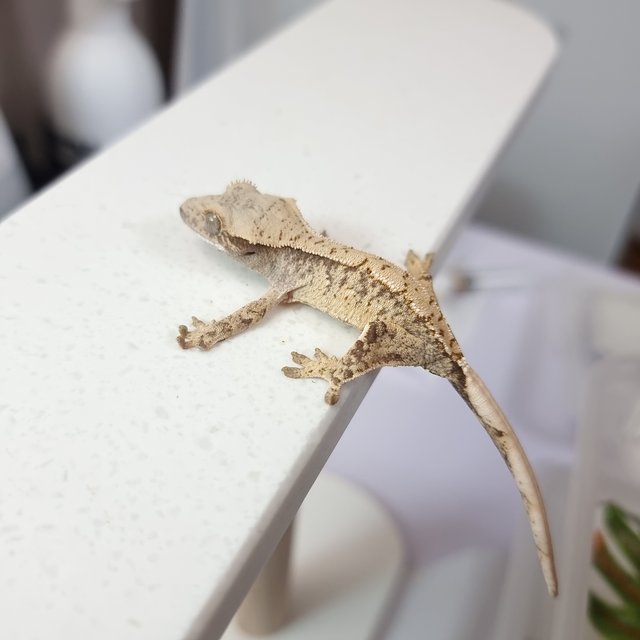 트라이 익스트림할리퀸 화이트스팟