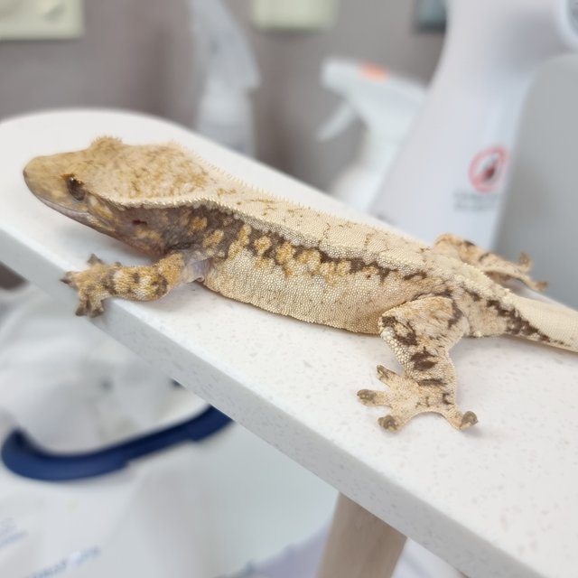 드리피 화이트스팟 트라이 익스트림할리퀸