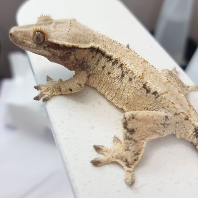 드리피 화이트스팟