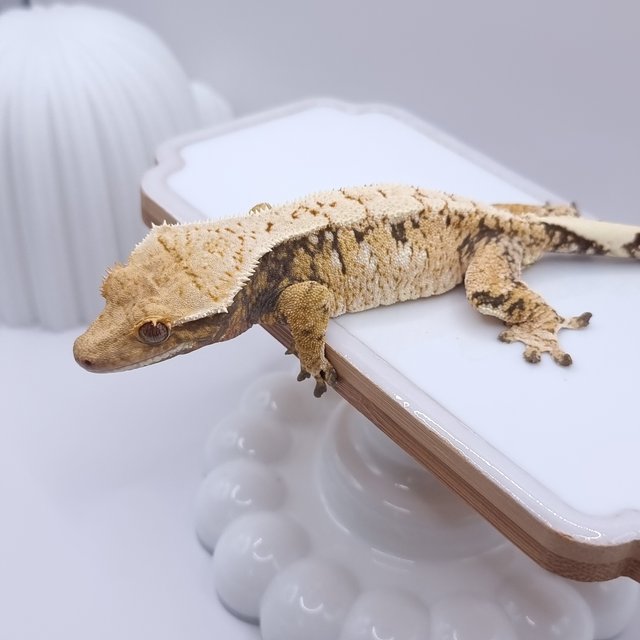 트라이 익스트림할리퀸