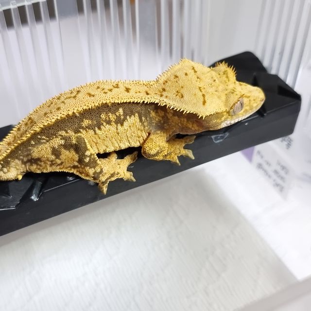 트라이 풀핀 쿼드 노멀