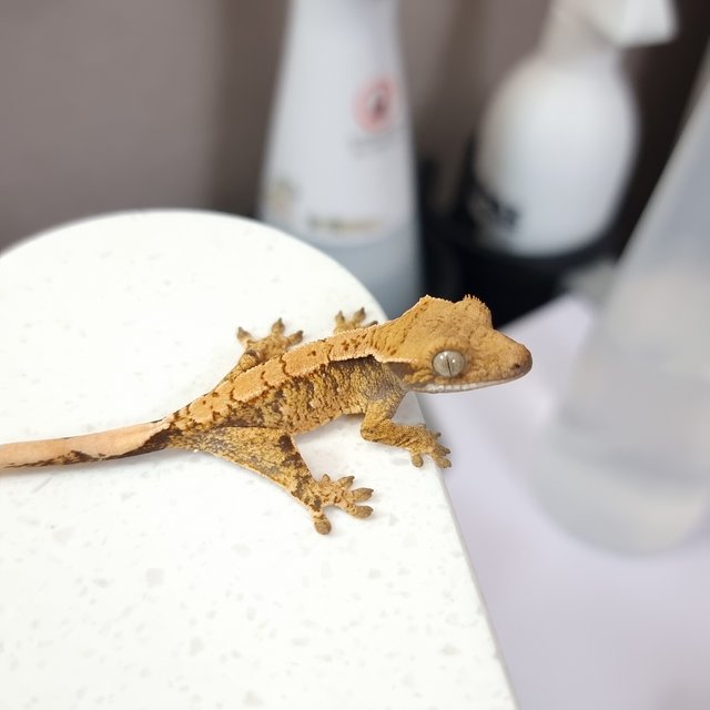 텐저린 트라이 익스트림할리퀸