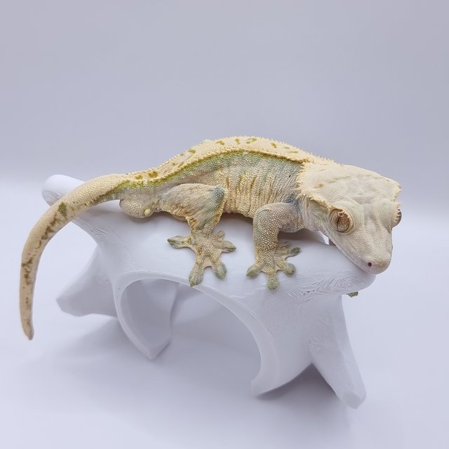 노멀 트라이 엑조틱