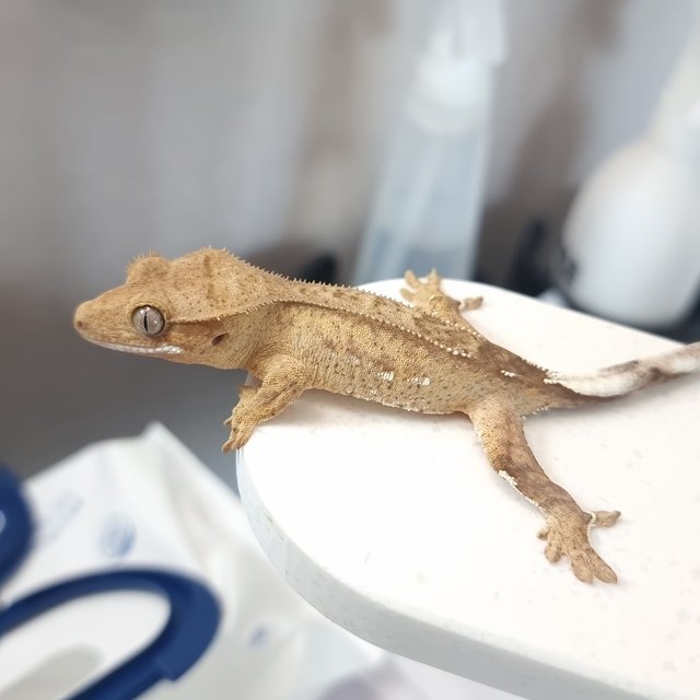 옐로우 팬텀 스트로베리