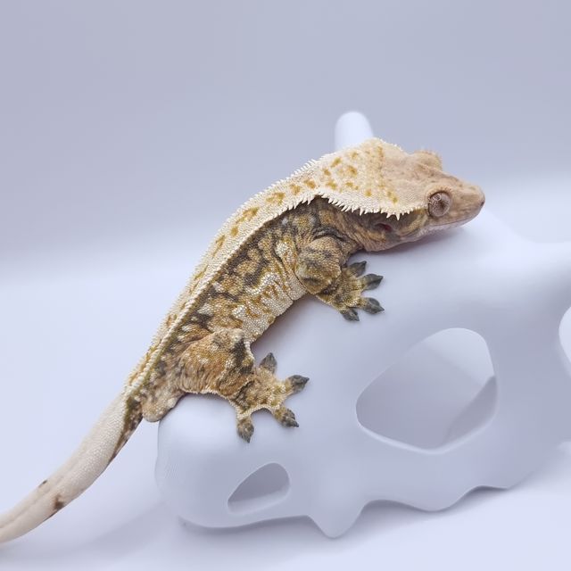 트라이 레이지