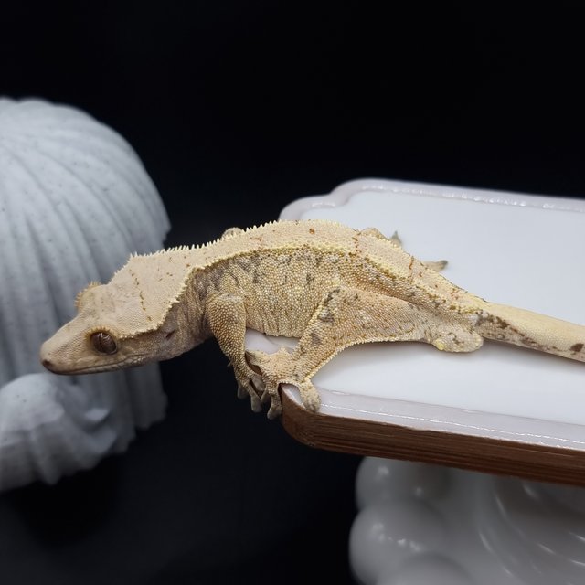 노멀 트라이 드리피 화이트스팟