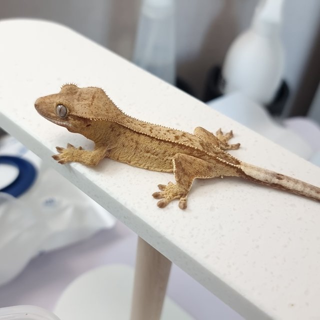 옐로우 팬텀 스트로베리