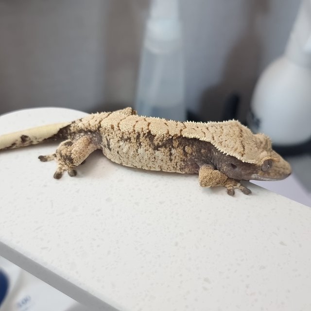 트라이 익스트림할리퀸 화이트스팟