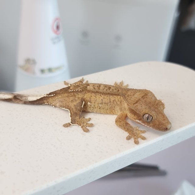 옐로우 팬텀 스트로베리