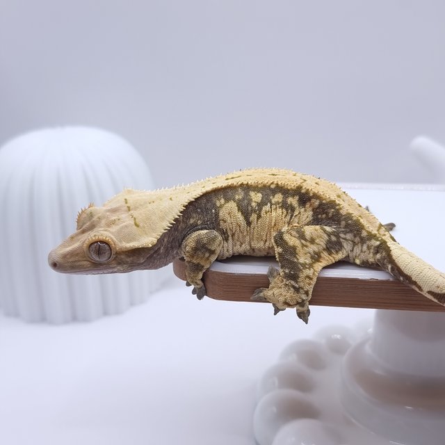 익스트림할리퀸