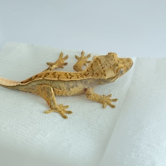 핀스트라이프 트라이