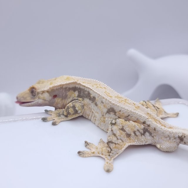 노멀 드리피 화이트스팟