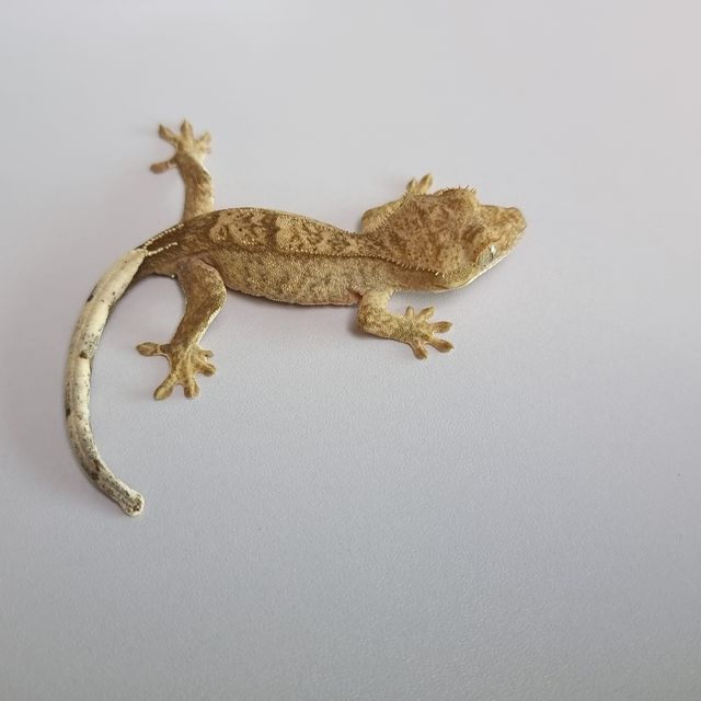 노멀 크림 옐로우