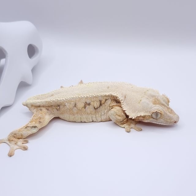 릴리화이트 엑조틱