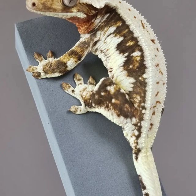 릴리화이트 트라이