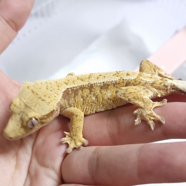 레드 드리피 트라이 익스트림할리퀸 레이지 판다