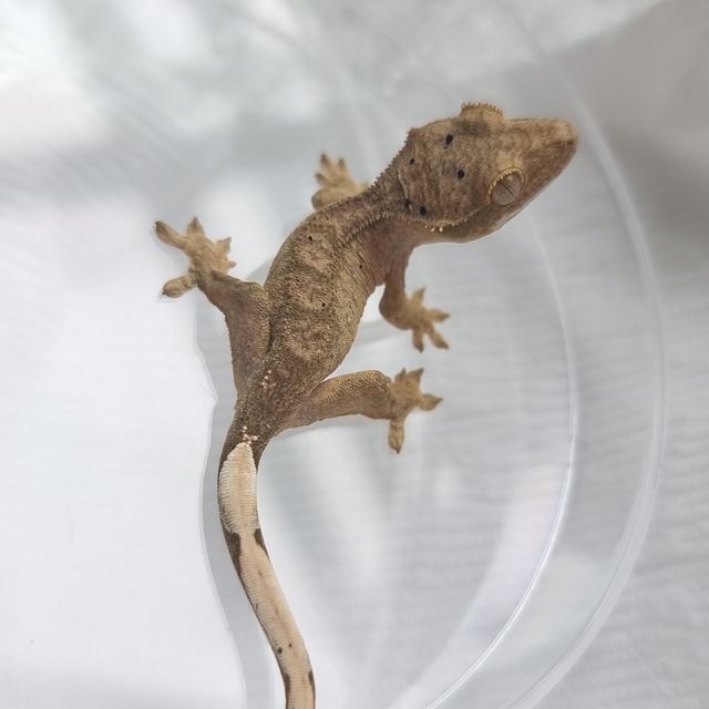 달마시안