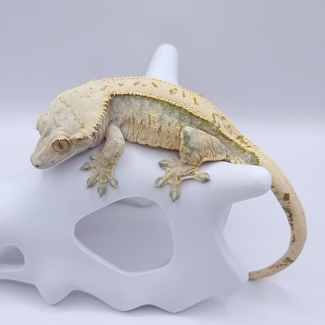 노멀 트라이 엑조틱