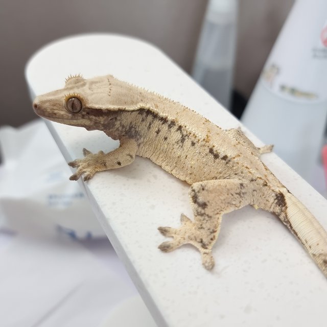 드리피 화이트스팟