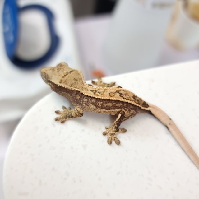 쿼드 핀스트라이프