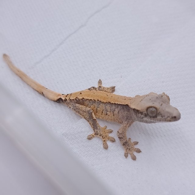 노멀 솔리드백 트라이 익스트림할리퀸