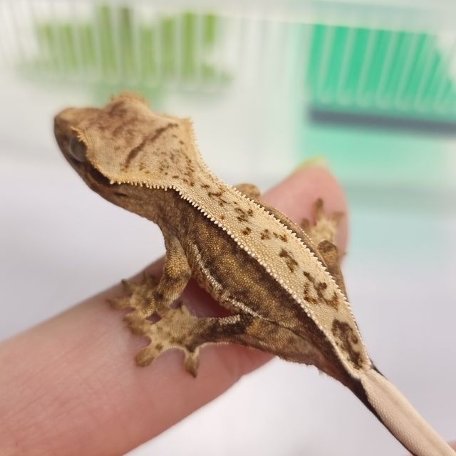 풀핀 크림시클