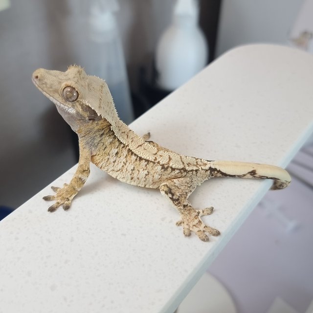 트라이 익스트림할리퀸 화이트스팟