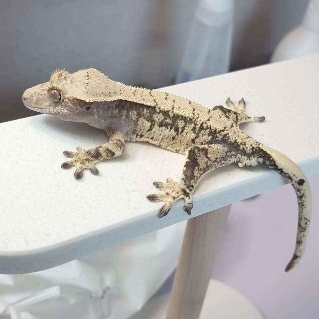 익스트림할리퀸 블랙 화이트