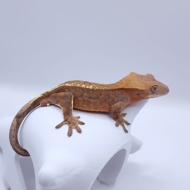 크림 카푸치노