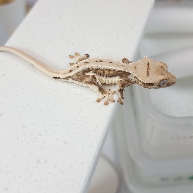 크림 크림시클 릴리화이트