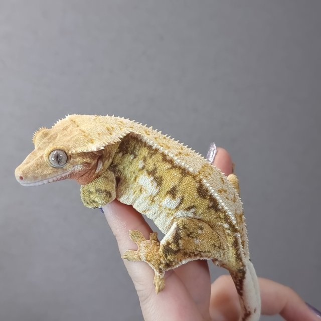 드리피 쿼드 트라이