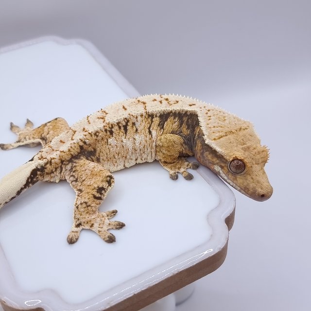 트라이 익스트림할리퀸