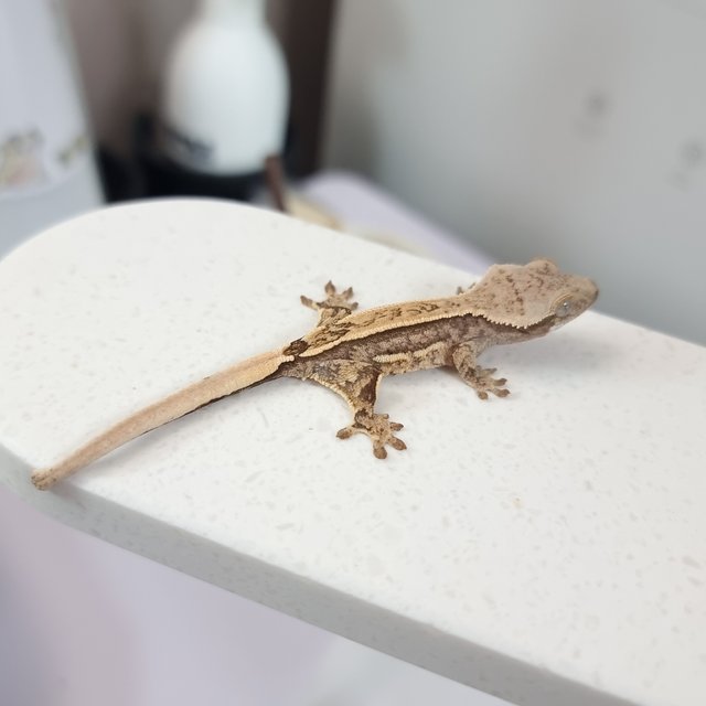 쿼드 핀스트라이프