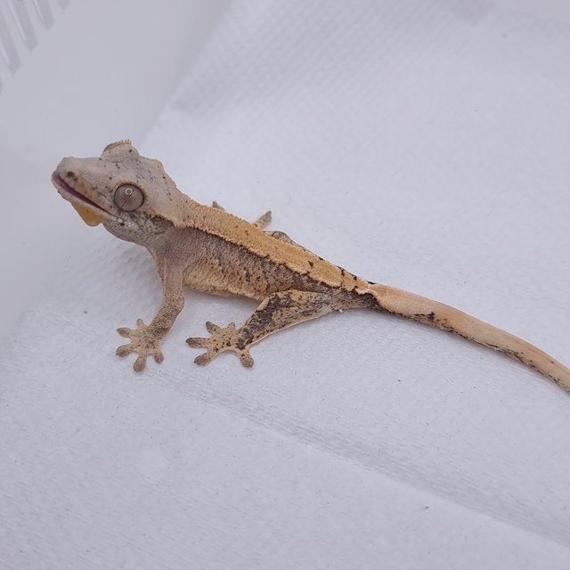 노멀 솔리드백 트라이 익스트림할리퀸