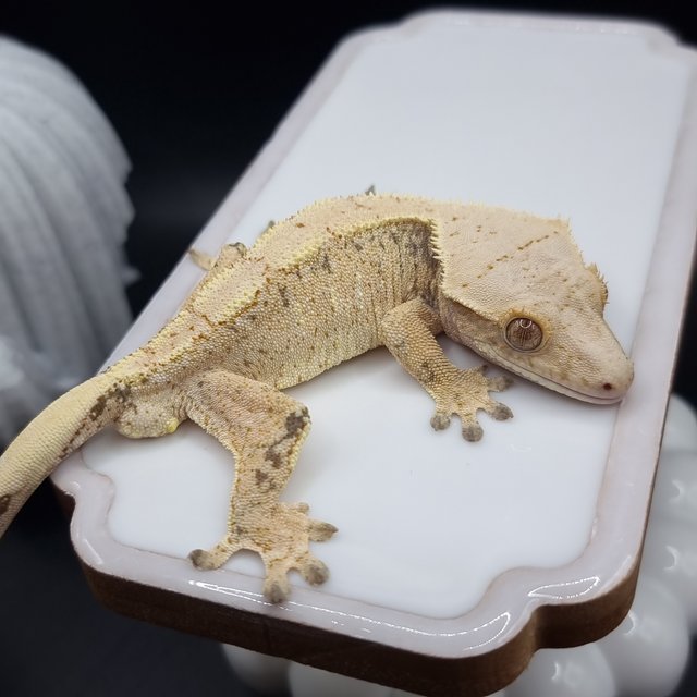 노멀 트라이 드리피 화이트스팟