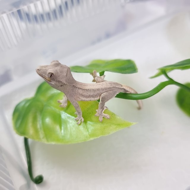 크림 팬텀 릴리화이트