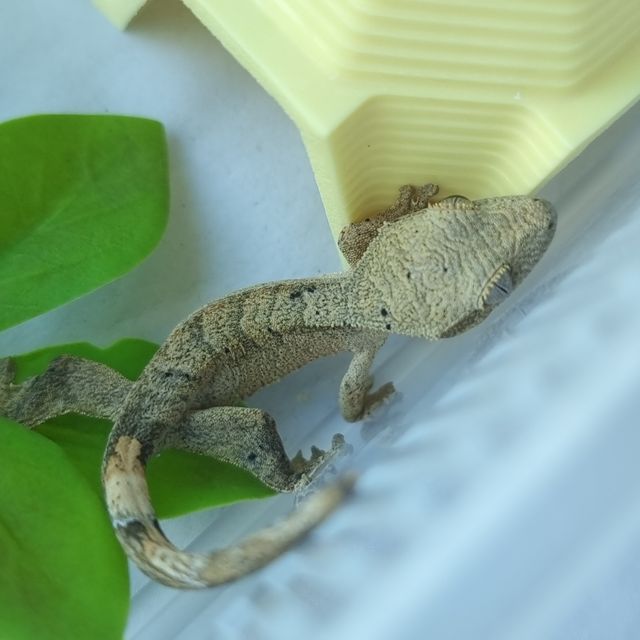 달마시안