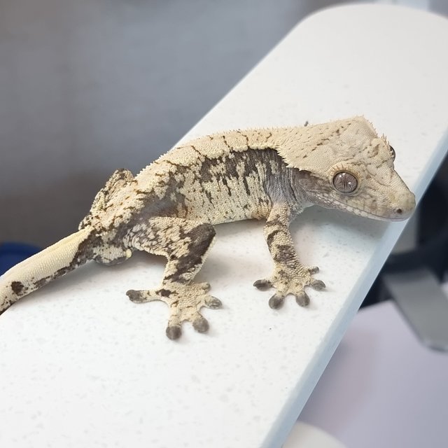 익스트림할리퀸 블랙 화이트