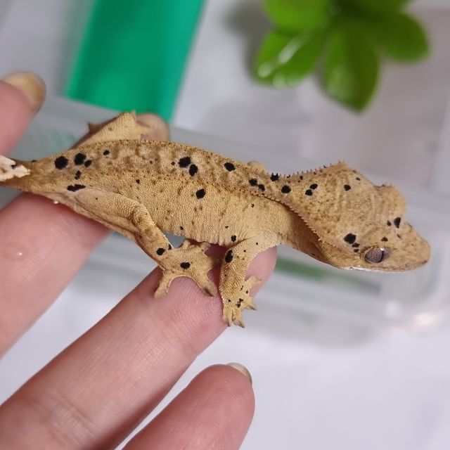 슈퍼달마시안