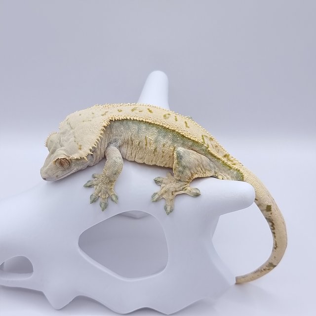 노멀 트라이 엑조틱