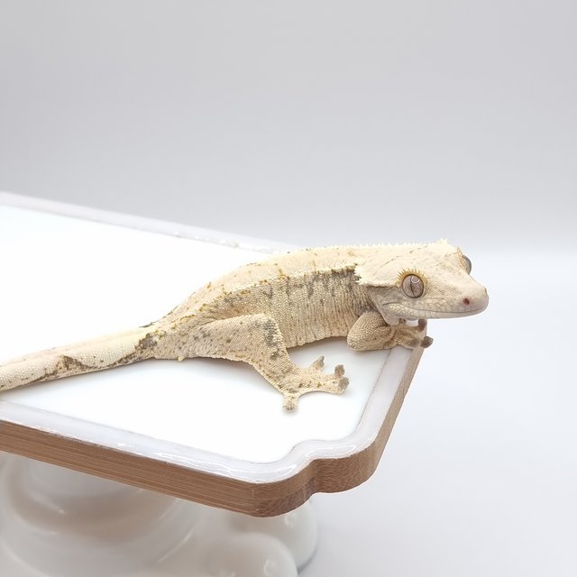 드리피 화이트스팟