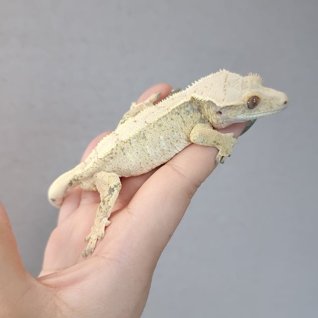 노멀 트라이 드리피 화이트스팟