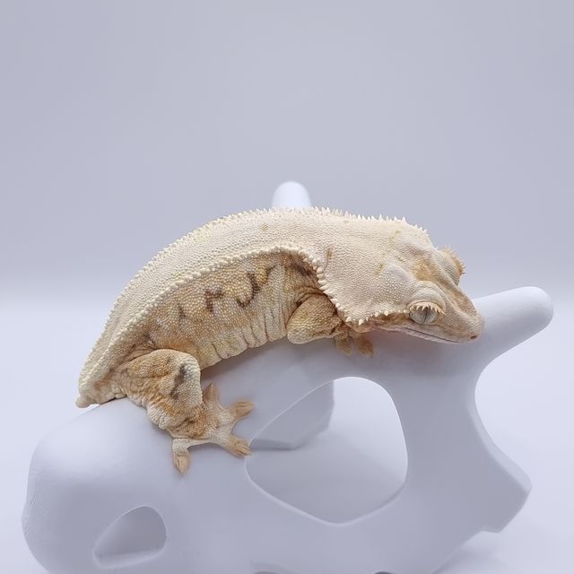 릴리화이트 엑조틱