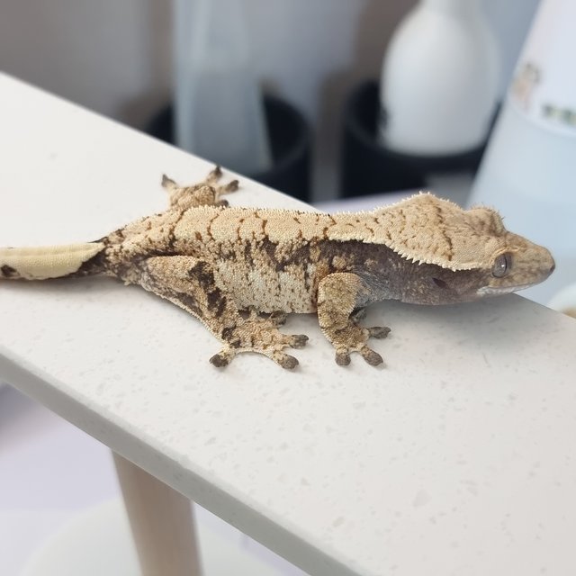 트라이 익스트림할리퀸 화이트스팟